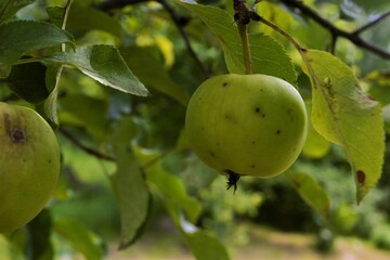 
apple on a branch