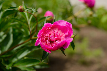 Bright pink peony flower on a Bush in the garden