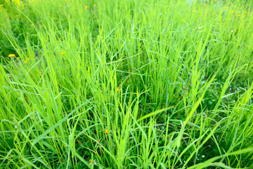 Bright green grass and yellow dandelions in the garden