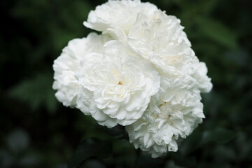 Obraz na płótnie Canvas white rose flowers on green background