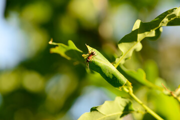 An ant on an oak leaf in the forest