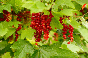 Red currant berries on green branches in the garden after rain