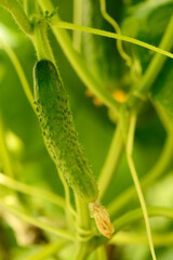 A small cucumber grows on a branch