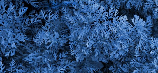 Branches of plants with small blue leaves. The rich color and fluffiness of the plants create an unusual eye-catching pattern.
