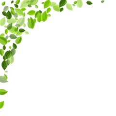 Olive Leaves Tea Vector Illustration. Wind 