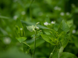 macro photography of flowers in the forest