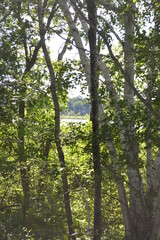 Fototapeta premium behind the trees