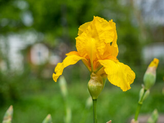 Obraz premium yellow iris flower close-up on a green background