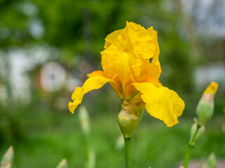 Obraz premium yellow iris flower close-up on a green background