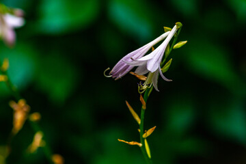 Hosta Flower