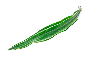 Cordyline leaf isolated on a white background.