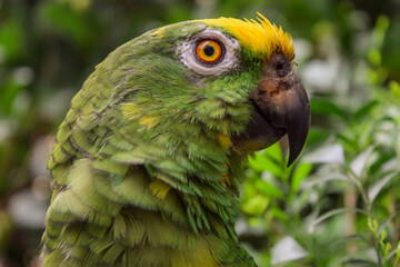 close up of a green parrot