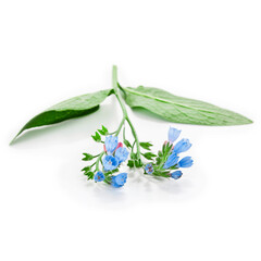 The Common Comfrey (Symphytum officinale) herb isolated on a white background.
