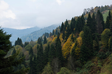 forest in the mountains