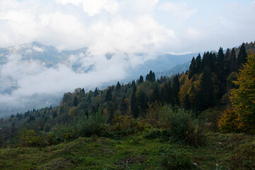 forest in the mountains