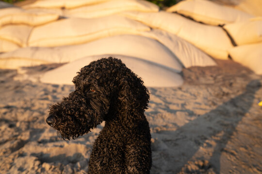 Profile of black standard poodle on beach