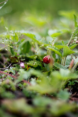 wild strawberry in the forest