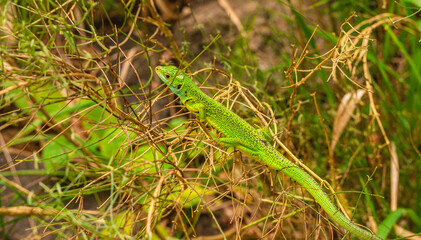 Jaszczurka zwinka (Lacerta agilis).Jej masywne ciało pokrywają ściśle do siebie przylegające łuski. Na grzbiecie są one mniejsze i szorstkie, brzuch zaś pokrywają większe i gładkie.  © Piotr