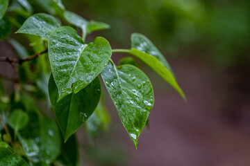 lilac leaves are wet after rain on a cloudy day. Raindrops on green foliage.