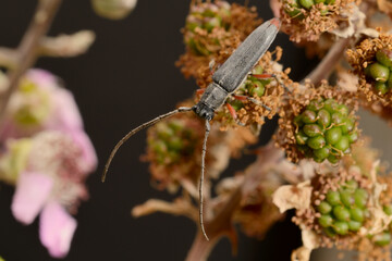 insecto rojo y negro en un arbusto