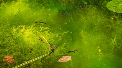 Traszki, trytony – płazy ogoniaste o wodno-lądowym trybie życia, między innymi z rodzaju Triturus z rodziny salamandrowatych.  © Piotr