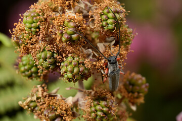 insecto rojo y negro en un arbusto
