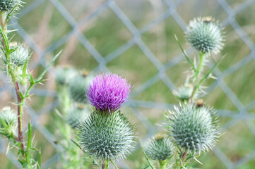 a spear thistle next to a wire mesh fence