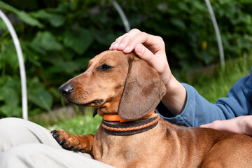 dog lays on lap of teen boy, home party outdoors