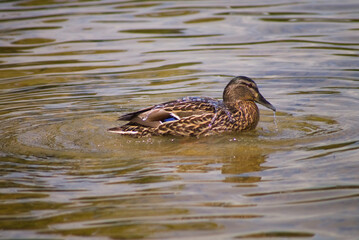 Kaczka z wodą na grzbiecie.