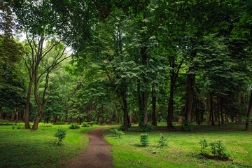 City public green park in summer, footpath on background of grass and trees lawn