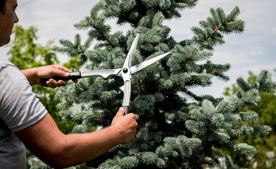 Professional gardener pruning a tree with garden scissors