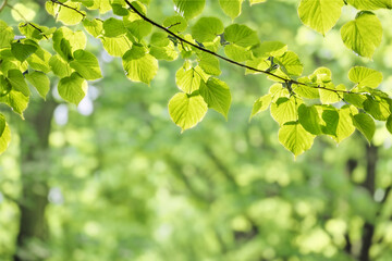 Fototapeta na wymiar green leaves on linden tree on a bright sunny day, summer natural background