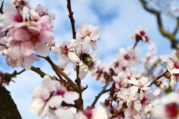 Obraz premium almond blossoms in spring with a bee