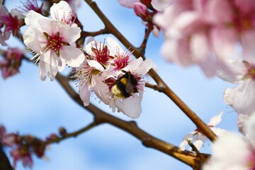 almond blossoms in spring with a bee