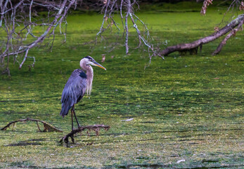 Great blue heron standing on a branch in green water