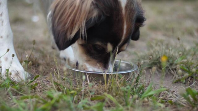 Nice puppy eating from bowl in a garden