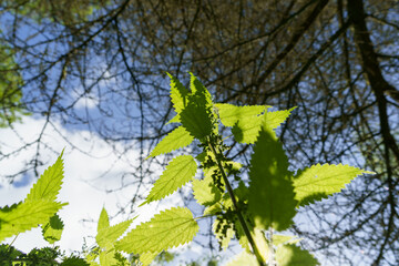 Obraz premium Wild stinging sunlit stinging Nettles with sky and tree branches in the background.