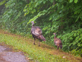 Female wild turkey and one poult walking near plants