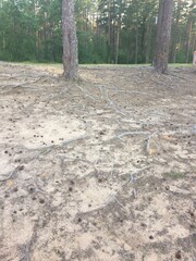 Trees and their roots