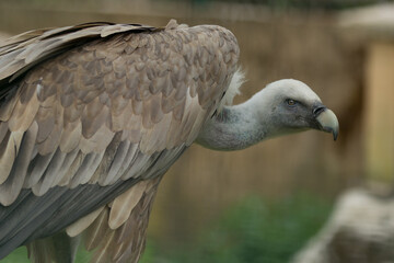 Vautour