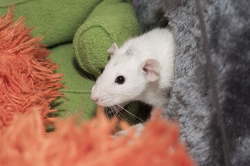 A white rat looks out of hiding