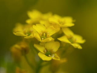 Flowers in yellow, Blumen in Gelb