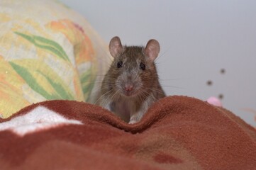 Curious rat
