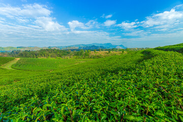 Fototapeta na wymiar Morning light in Choui Fong Green Tea Plantation one of the beautiful agricultural tourism spots in Mae Chan District, Chiang Rai,Thailand