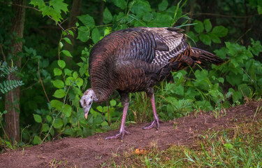 Female wild turkey looking for food