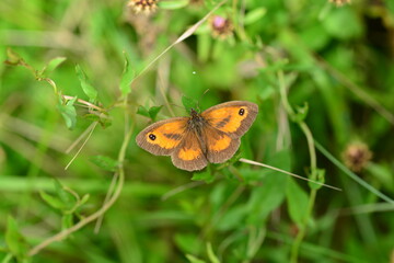Obraz premium Gatekeeper butterfly, U.K. Macro image of a Summer insect.