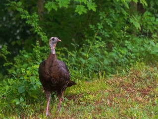 Female wild turkey looking to the right