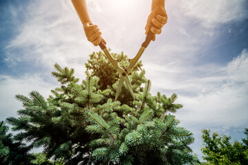 Professional gardener pruning a tree with garden scissors