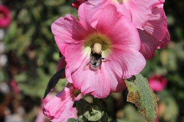 bourdon sur un hibiscus © toutouchien02440