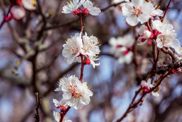Obraz premium Beautiful blooming apricot tree branches with white flowers growing in a garden. Spring nature background.